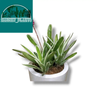 Tanaman artificial bromelia variegata - Fake Name produk - bunga plastik Hiasan rumah