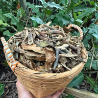 CÂY và LÁ Ô RÔ KHÔ TỰ NHIÊN