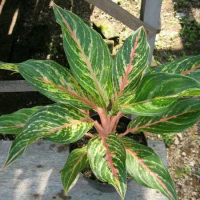 Aglaonema Butterfly / pohon/tanaman aglonema butterfly