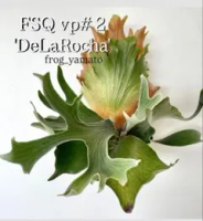 fsq vp#2の価格比較なら-2026年1月 | BigGo日本