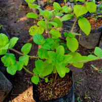 Bibit Tanaman Cincau Hitam Janggelan – Herbal Segar, Mudah Tumbuh & Bermanfaat