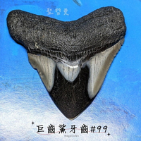 【土桑新品】拋光的巨齒鯊牙(化石) #99 巨齒鯊（Otodus megalodon）🔯聖哲曼🔯