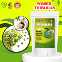 Tribulus Powder Murni 100 Gram Bubuk