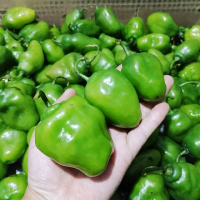 Cabe Gendot Bandung 400gr