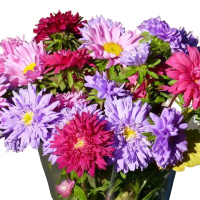 50 BUTIR BENIH BUNGA ASTER CREGO MIX Biji
