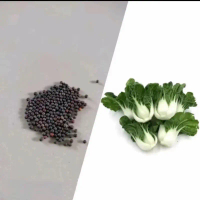 biji benih sawi baby pakcoy/sawi naibai  Sayur Daun Bibit