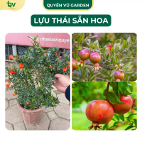 (C236) Cây Lựu Thái Sẵn Hoa Cây Làm Cảnh Lấy Trái Phù Hợp Với Khí Hậu Nước Ta