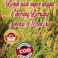 Benih Padi Super Unggul Ciherang Beruang KMSN 5 Kg Potensi 9-10 Ton/Ha 100% Original Indonesia COD