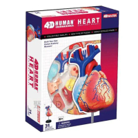 【4D MASTER】心臟 26052(立體拼組模型人體解剖教學系列-)
