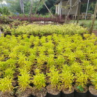 tanaman brokoli kuning - pohon brokoli kuning - hiasan taman