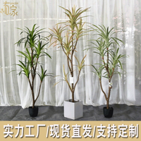 🔥快速出貨 可開發票 軟裝專供仿真龍血鐵樹北歐巴西木假盆栽裝飾人造熱帶植物景觀造景
