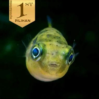 Baby Fahaka Puffer Fish Ikan Hias Buntal Aquascape Hiasan Aquarium -