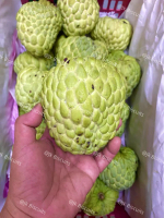 Nona madu, Buah Nona Hijau Segar & Manis ; Green Sugar Apple Fruits Fresh & Sweet
