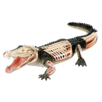 4d master Crocodile Animal Skeleton Anatomy Model puzzled Assembling Toy Medical Teaching Aid Laboratory Education Equipment