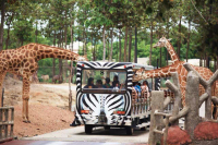清邁自由行-推薦全世界最大清邁夜間野生動物園｜贈入園門票