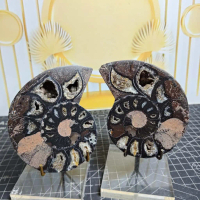 Natural Fossil Keong Black_Ammonite Sepasang (4) Asli Batu Alam