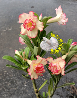 出貨時不一定有花! [莎莉] 新品種複瓣沙漠玫瑰 ５寸盆 多年生觀賞花卉盆栽 室外半日照佳