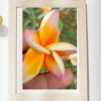 stik kayu BBT KBJ ORANGE GELGEL PLUMERIA cutting kayu siap ruting siap grafting panjang 40 cm jenis 