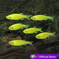 Green Danio Tetra Zebra