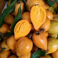 Bibit sawo alkesa metega pohon buah campoleh