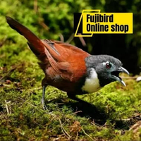 BURUNG TEPUS KALUNG PUTIH PILIHAN MASTERAN