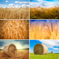 Bonvvie Photography Backdrop Golden Wheat Spikes Grass Crop Autumn Farm Haystack Background Props Photocall for Photo Studio