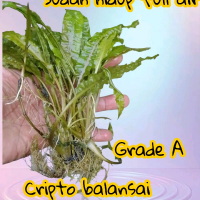 tanaman aquascape cripto balansai Gren full daun air