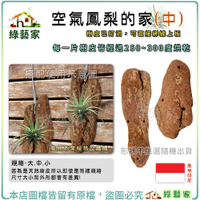 【綠藝家】空氣鳳梨的家-中 空鳳的家 大塊樹皮已打洞，可直接綁線上板 樹皮掛飾