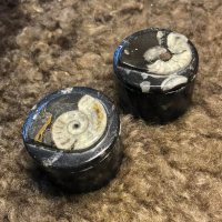 Ammonite polished mini gift boxes