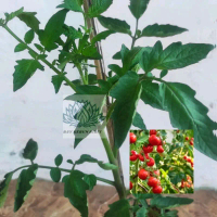 bibit tanaman tomat cherry (sayur)