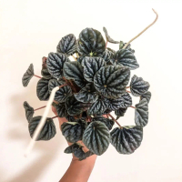 peperomia caperata yunck green peperomia daun silver