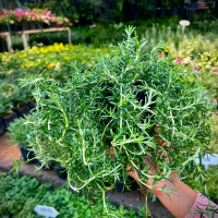 Creeping Rosemary โรสแมรี่เลื้อย Carpet Rosemary มีกลิ่นหอม ดอกสีฟ้า ไม้ประดับในกระถาง หรือนิยมนำมาป