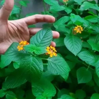 Tanaman bunga lantana camara bunga kuning