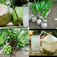 bibit kelapa kopyor super