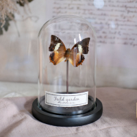 秀晰昆蟲蝴蝶標本科普植物標本擺件玻璃罩書房復古陳列防塵罩展示