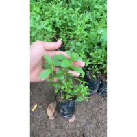Bibit Stevia pengganti gula siap tanam