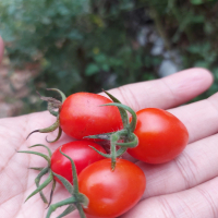 Tomat Cherry