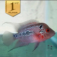 Louhan SRD Ikan Hias Predator Hiasan Aquarium Aquascape Tanaman Air -