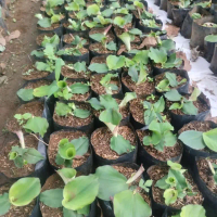 bibit tanaman herbal kencur | cikur | bumbu masak