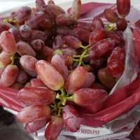 Bibit anggur import Crimson murah
