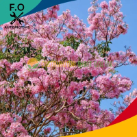 Bibit Pohon Bunga Tabebuya Sakura Merah Muda Bibit Terbaik
