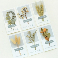 自然美太陽風貼紙乾燥花明信片 卡片【BlueCat】【JC2886】