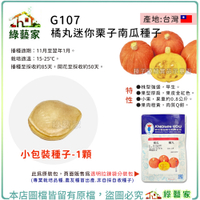 【綠藝家】G107.橘丸迷你栗子南瓜種子1顆 貝貝南瓜 植株強健，耐病較小紅佳的紅皮小果西洋南瓜