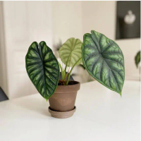 TANAMAN HIAS ALOCASIA DRAGON SCALE/DAUN 2-3