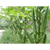Benih Okra hijau/sayur Okra ( repack )25 biji