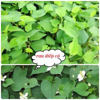Easy-To-Grow Fish Mint Seeds (50 Seeds)