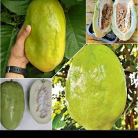 Bibit Markisa jumbo / Giant Markisa ( Benih Super Unggul ) Beli 3 gratis 1