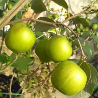 OBRAL Bibit tanaman apel putsa berbuah - pohon apel putsa/apel india bisa COD