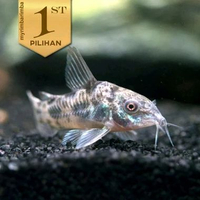 Corydoras Palaetus Indukan Jumbo Ikan Hias Hiasan Aquarium Aquascape