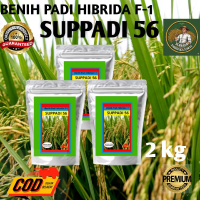 Benih Padi Hibrida F-1 SUPPADI 56 Berkualitas Kemasan 2 kg Premium Quality
